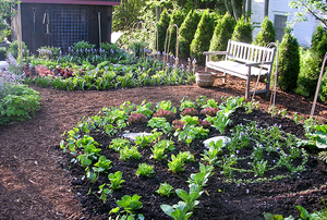 A Cook's Garden